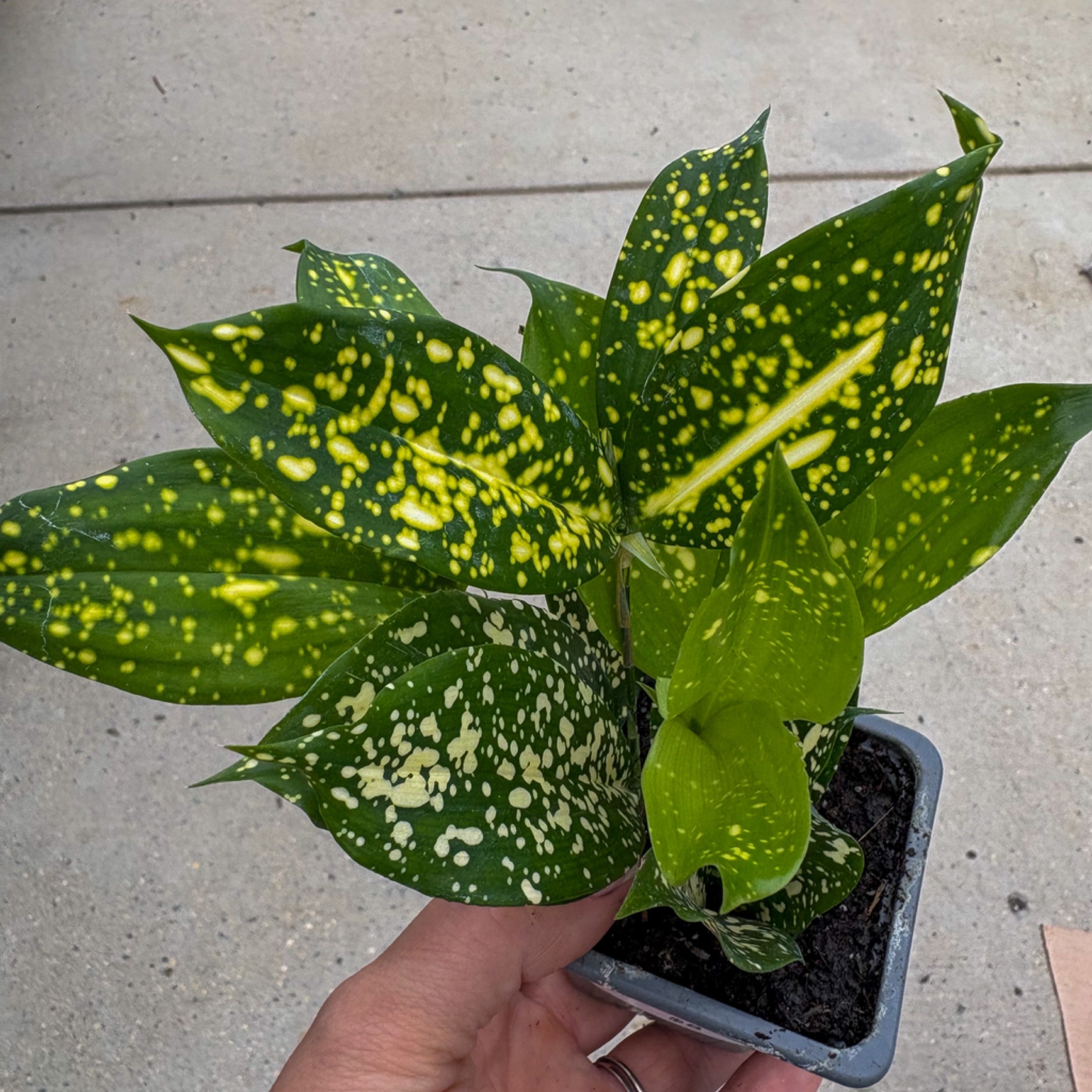 Dracaena 'Gold Dust' 3 | Leafy Nook