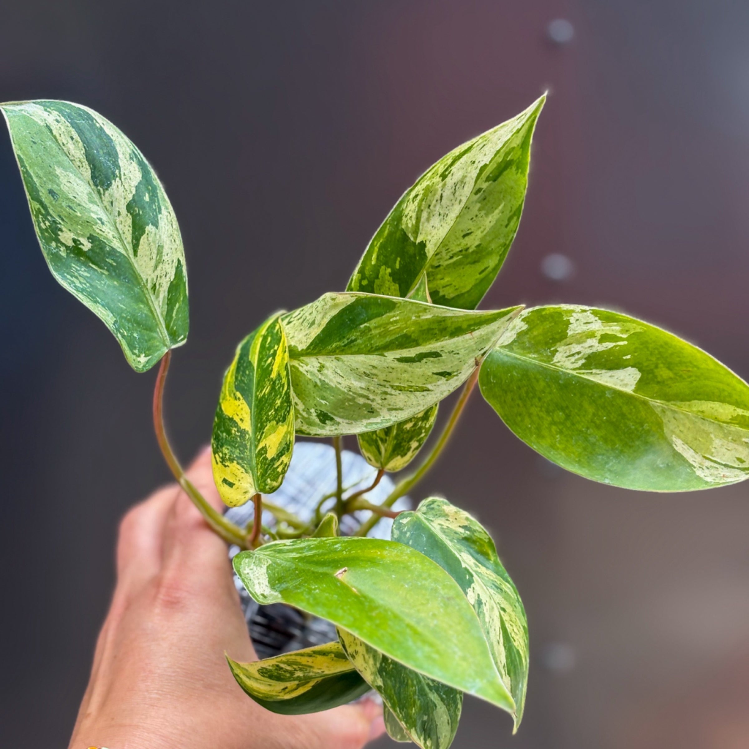 Philodendron Emerald King 4